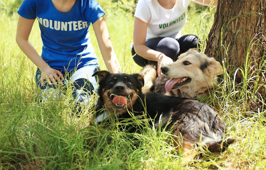 短時間でも撫でられることが保護施設の犬にプラスの影響【研究結果】