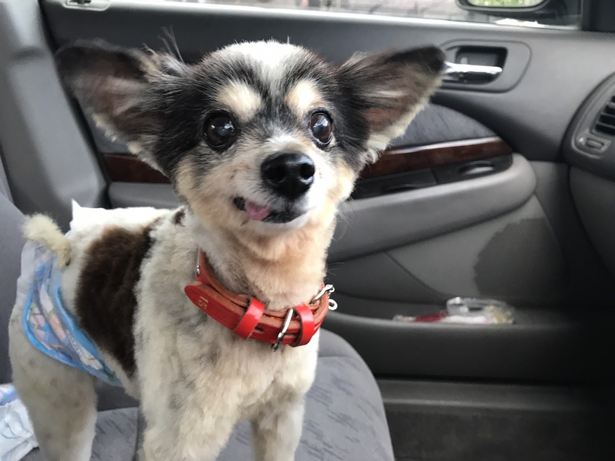 9時間もかけて鹿児島から本州へ　生きるためにやってきた犬