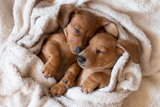 「犬の多頭飼い」経験談♡ 多頭飼いの魅力と注意点