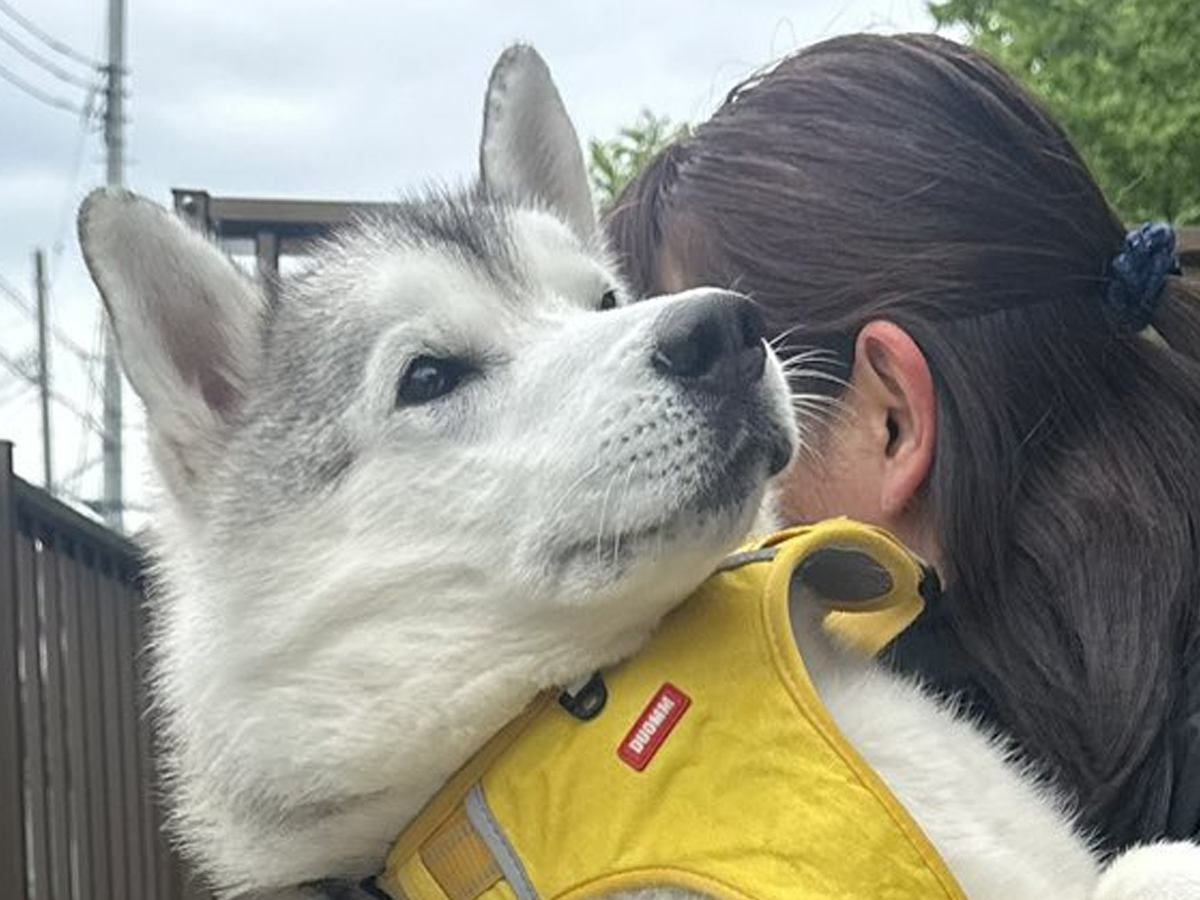大型犬が甘えん坊に育った結果→自分の大きさを理解していない『まさかの光景』に3万いいね「赤ちゃんの顔してて可愛い」「大きな赤ちゃん」の声