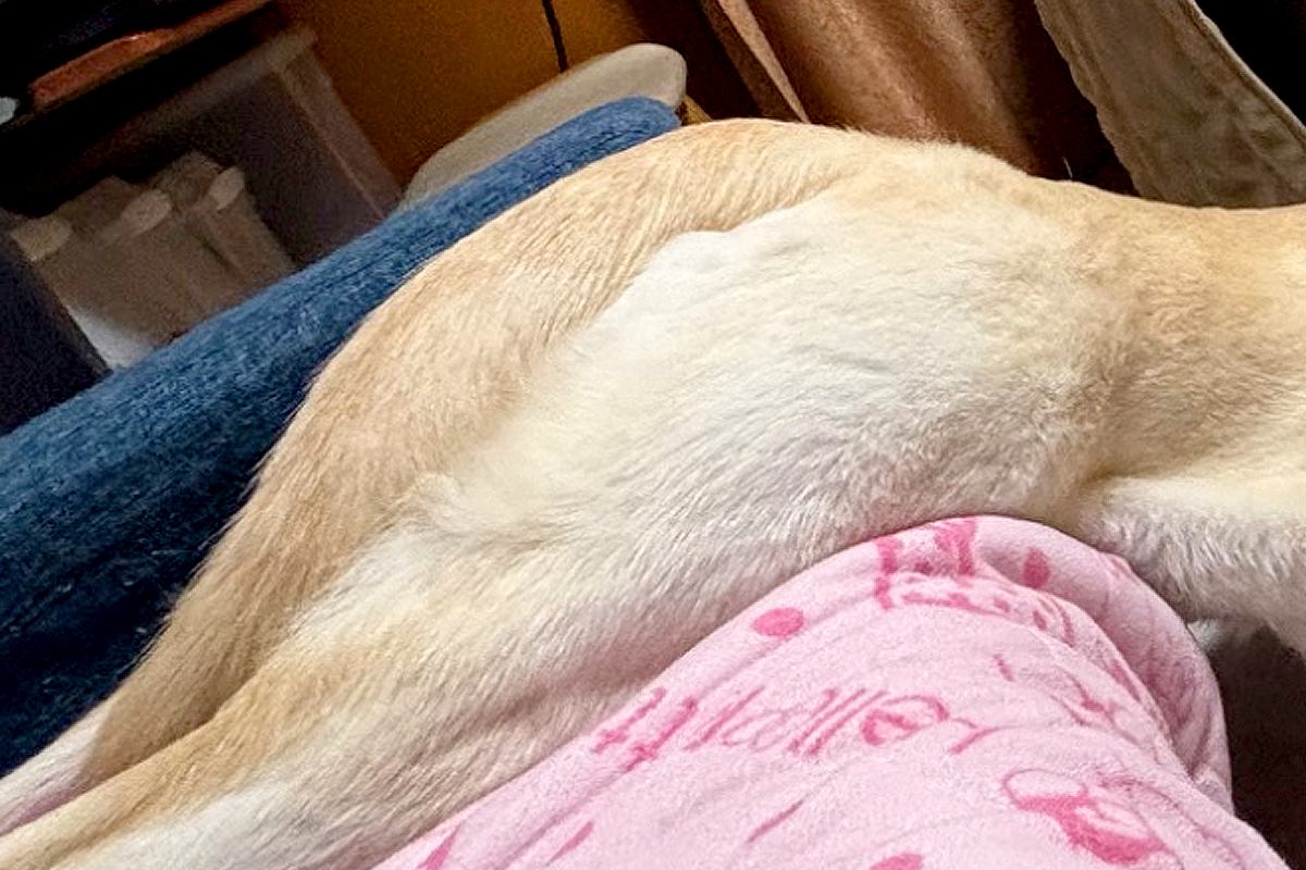 『絶対犬じゃないｗｗ』ソファから滑り落ちるワンコを撮影→脳が追い付かない『衝撃的な一枚』に22万いいね「犬なわけなさすぎる」「ツチノコ」