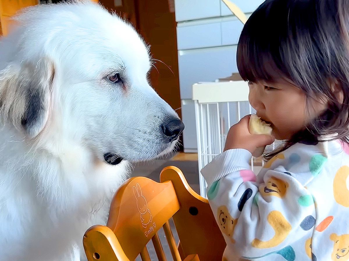 2歳の女の子がご飯を食べていても、絶対に奪わない超大型犬が…我慢できなくなって取った『まさかの行動』が5万再生「体は正直ｗ」「偉すぎる」