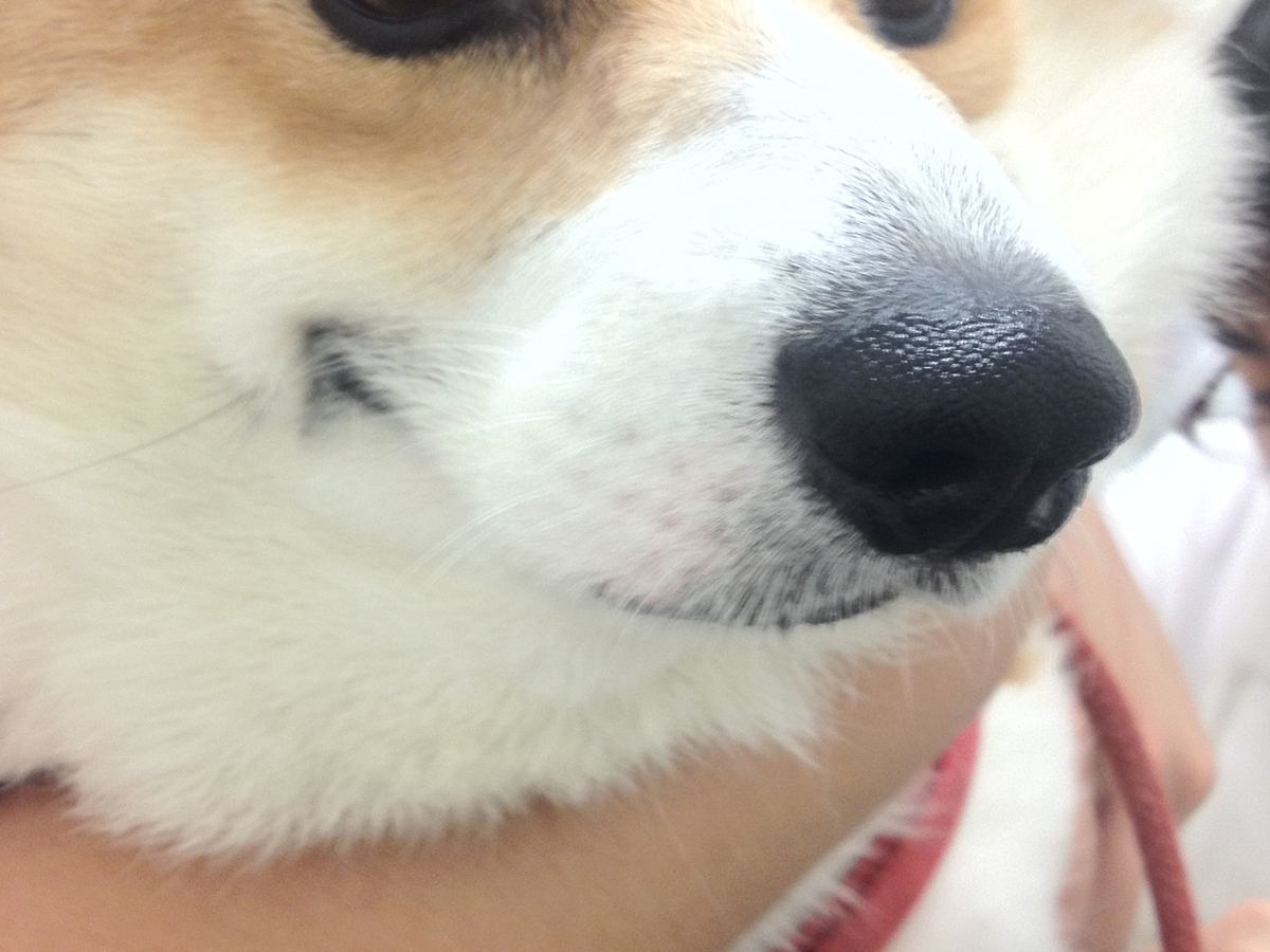 初めてのワクチン接種を受ける犬→気丈に振る舞っていたけれど…動揺が顔に出てしまう光景に1万いいね「目が物語ってるｗ」「よく頑張った」の声