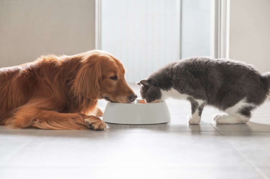 【獣医師監修】犬はキャットフードを食べても大丈夫？与えてはいけない理由と誤食時の対応