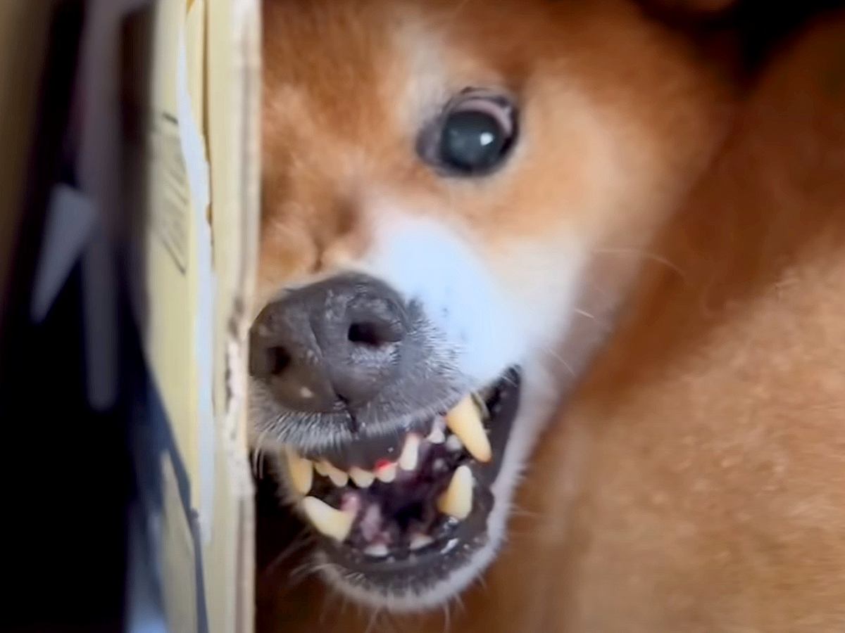 『風呂キャンセル界隈の犬』VS『絶対に入れたいパパ』の激闘…大喧嘩をする光景が90万再生「言葉理解して凄いｗ」「中に人が入ってる」と爆笑