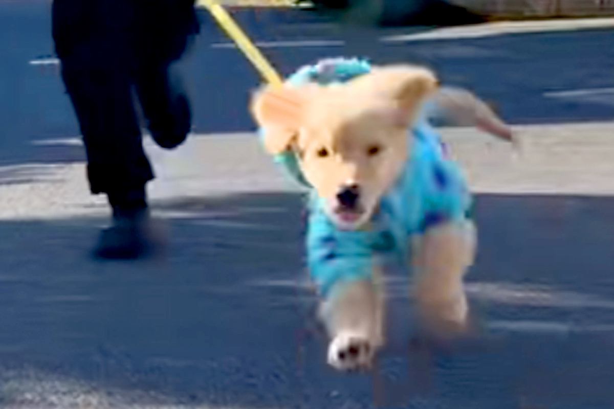 大型犬の子犬を飼い始めた結果→赤ちゃんも家族になり…3年間の『散歩風景の変化』が素敵すぎると反響「最高の成長記録」「めちゃくちゃ理想」