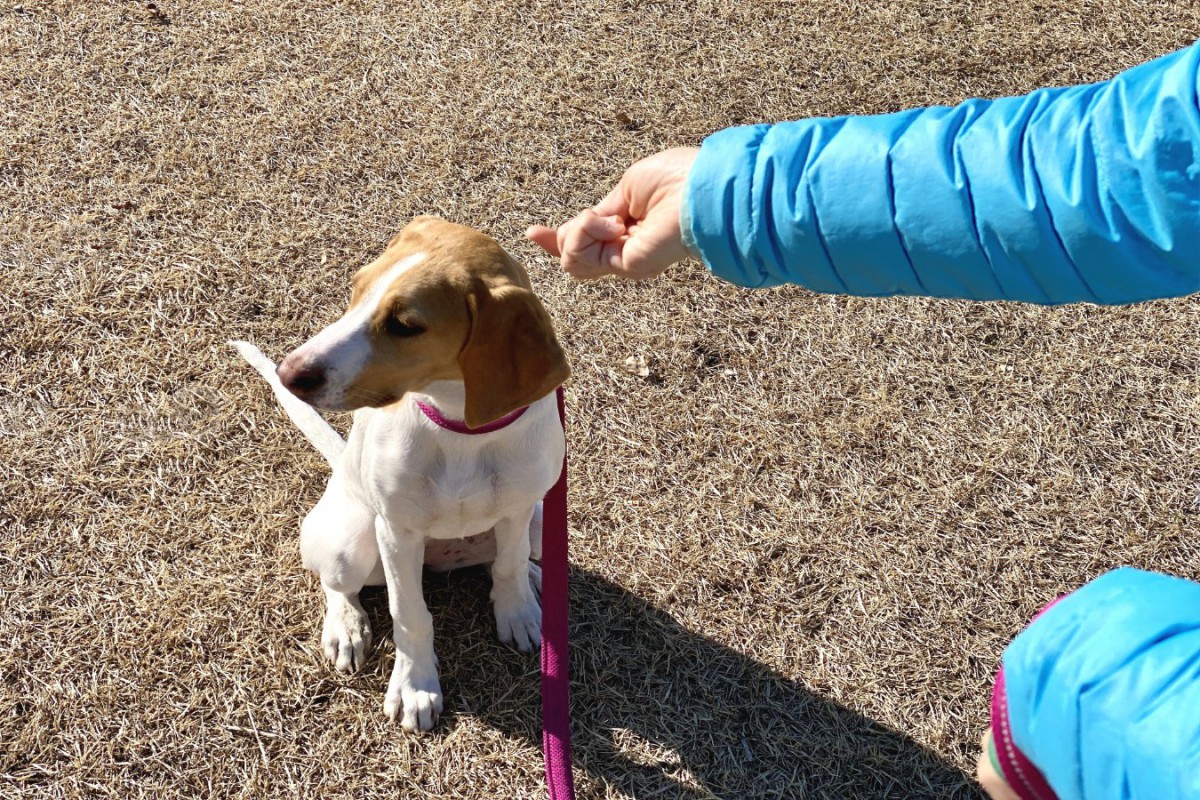 犬が飼い主に『文句』を言っている時にする態度や仕草５選