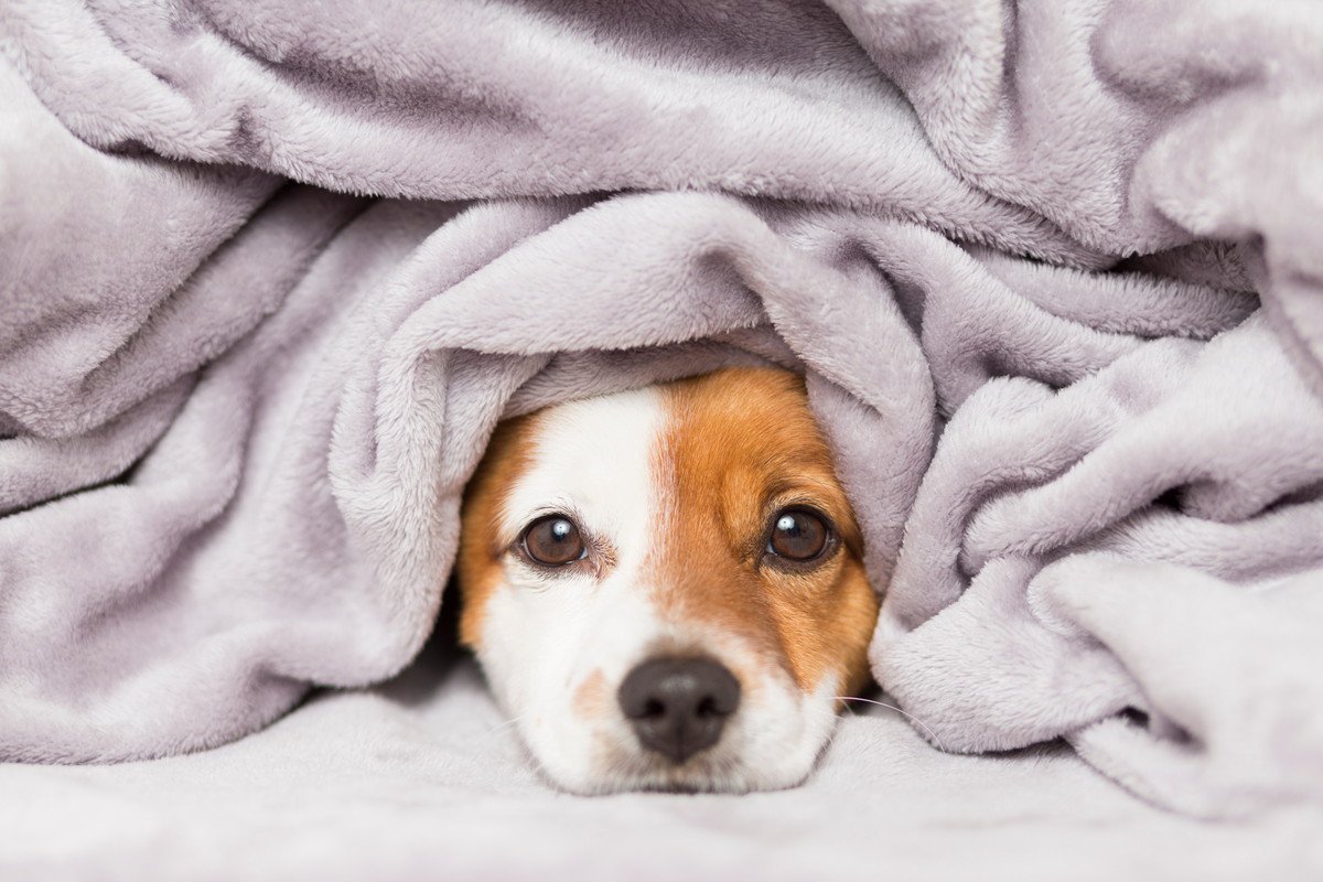 冬に犬をお留守番させる際に気をつけたいことについて現役獣医が解説