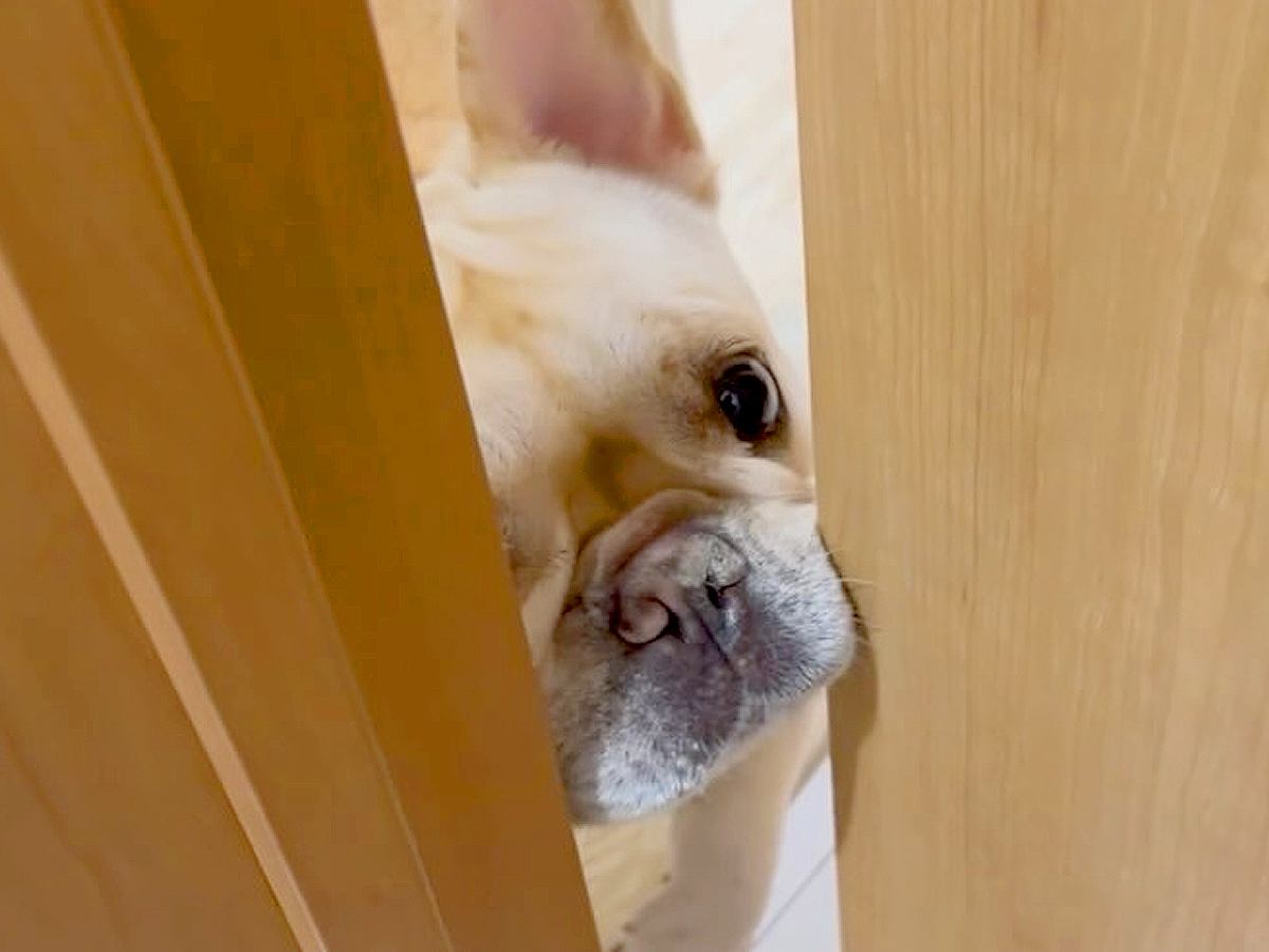 『ママお出かけしてくるから』と犬に報告したらそっけない対応で…帰宅後に見せた『愛おしい光景』に「反応がｗ」「キュンキュン止まらん」の声