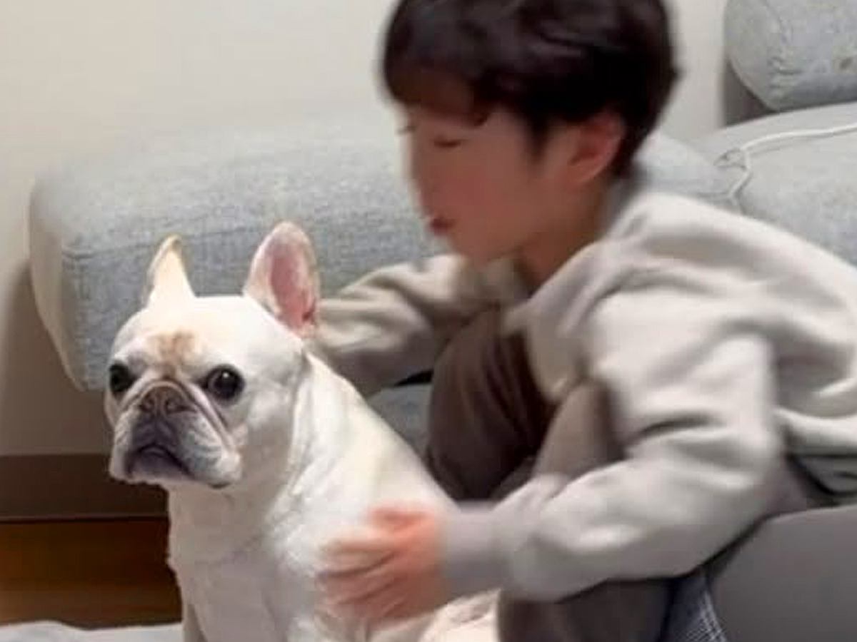 小さな男の子に『犬が他の犬にイジメられちゃった』と伝えた結果…イケメンすぎる『まさかの光景』が泣けると107万再生「最高の関係」と絶賛