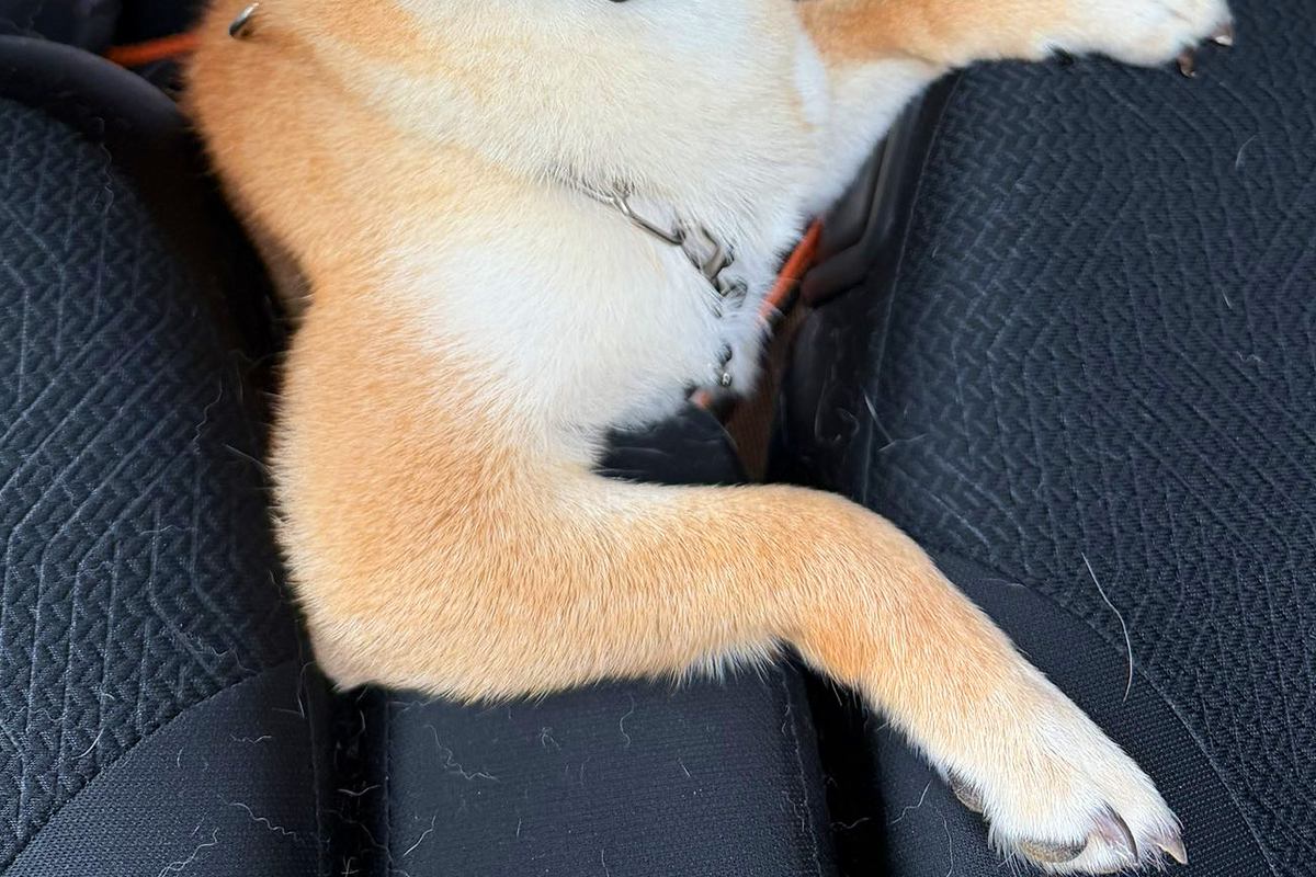 後部座席から顔を出す犬→何気なく振り返ったら…思った以上に『イケメンすぎる一枚』に絶賛「めっちゃモテそうｗ」「助手席でキュンとするやつ」