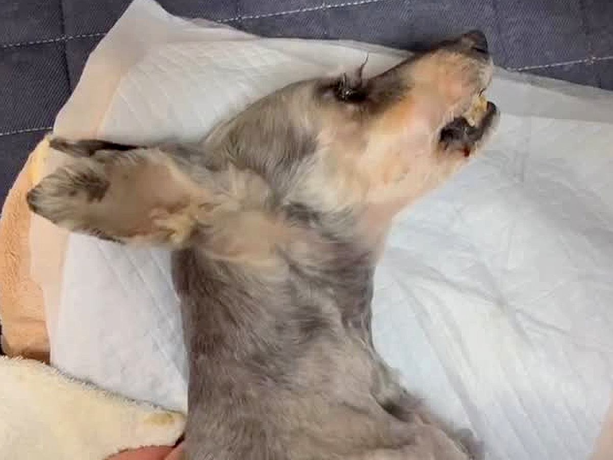 16歳の老犬が亡くなる前日、お兄ちゃんとビデオ通話した結果…涙が止まらない『まさかの行動』に感動「泣いてしまった…」「愛が溢れてる」