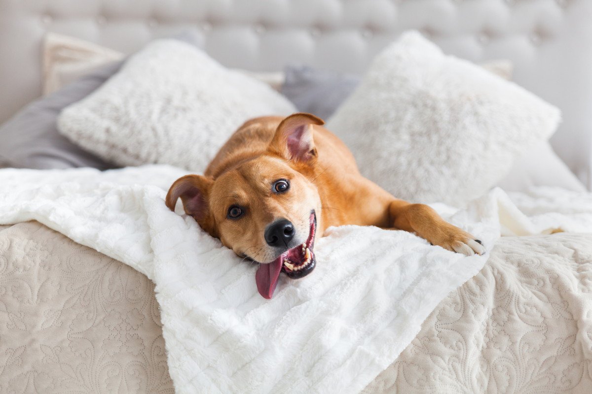 犬が『ふかふかしたところ』を好むワケ4つ　愛犬が快適だと感じる寝床づくりのコツまで