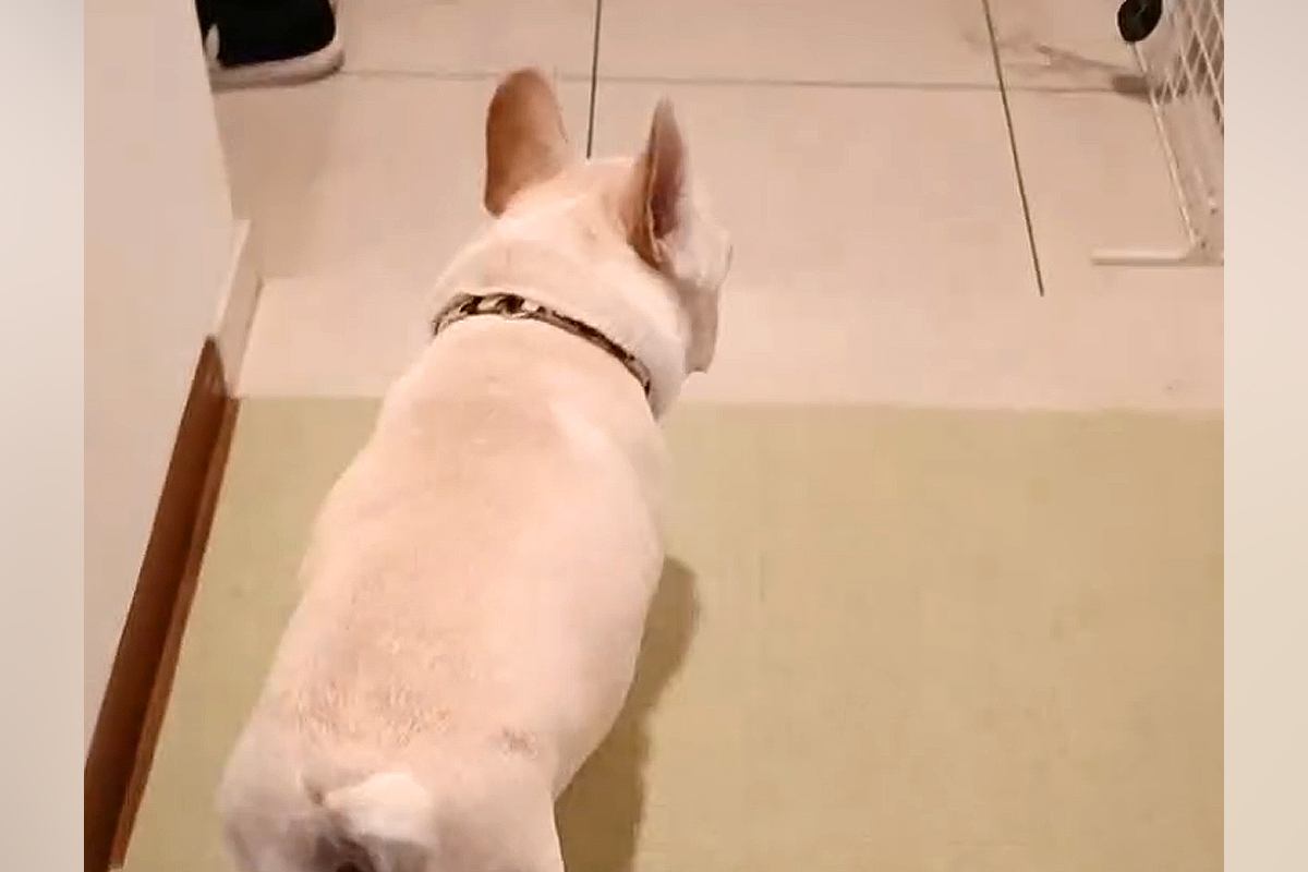 『こっちにきて！』と吠える犬→『なにかあったのかも』とついて行った結果、玄関で…わかりやす過ぎる『訴え』が63万再生「なんていじらしい」