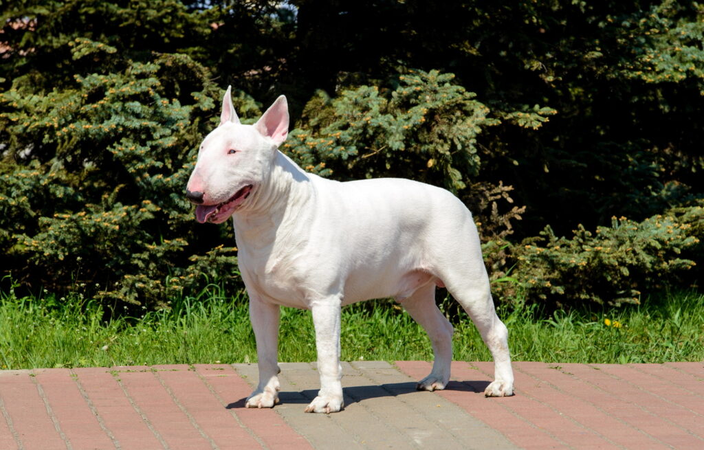 【獣医師監修】ブル・テリアってどんな犬種？特徴と性格や飼い方・価格相場まで解説