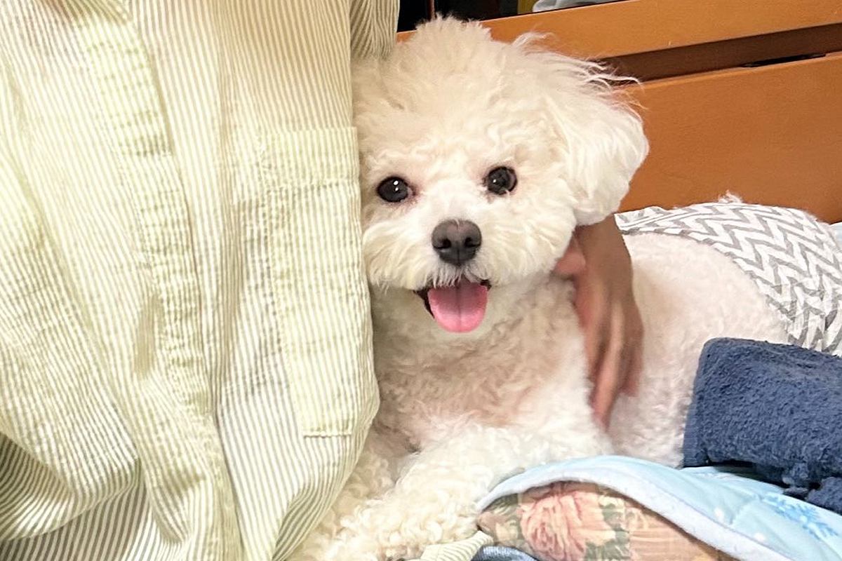 おばあちゃんが近くにいると笑顔の犬→おじいちゃんの場合は『表情と態度』が…あまりにもわかりやすい『感情が出ている光景』が37万表示