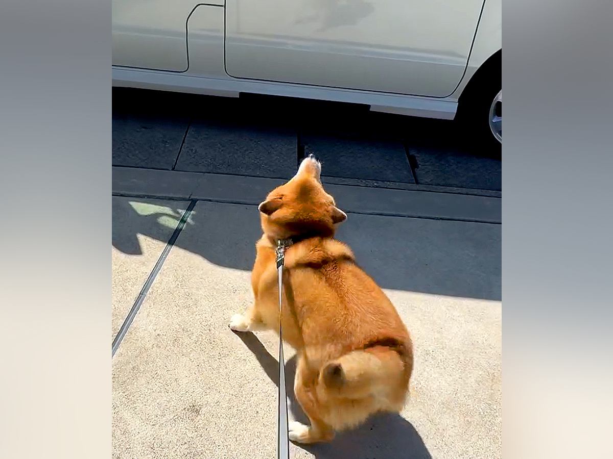 おじいちゃんおばあちゃんに再会した犬→車を見つけた瞬間…待ちきれなくて見せた『可愛すぎる行動』が59万再生「おしり最高」「大好き伝わる」