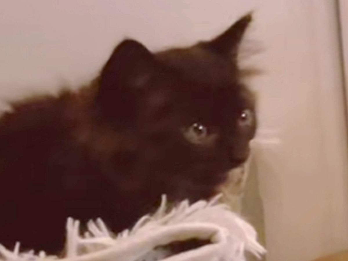 小さな子猫がお家にやって来た結果、犬が…爆笑必至の『まさかすぎる反応』が310万再生「感情を教えてくれｗ」「なんちゅう顔ｗ」と絶賛