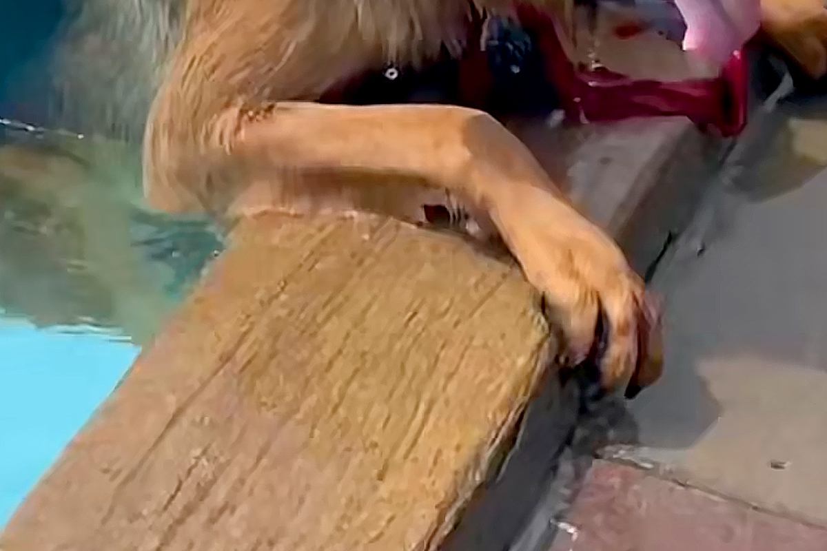 プールにきた大型犬→他のワンコのダイブを見て『ぼくもできる』とやってみた結果…あまりにもどんくさい光景が21万再生「急におじいちゃんで草」