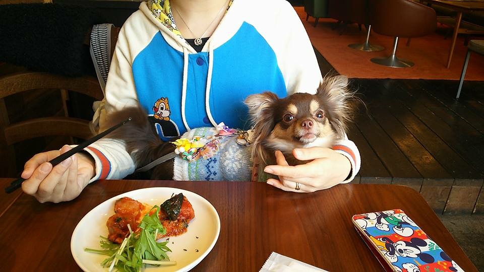 犬と鎌倉でお散歩しよう！おすすめカフェ＆コース