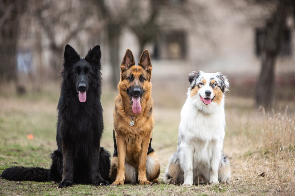 【獣医師監修】シェパードの種類一覧！ジャーマンだけじゃない代表犬種の特徴・性格を解説