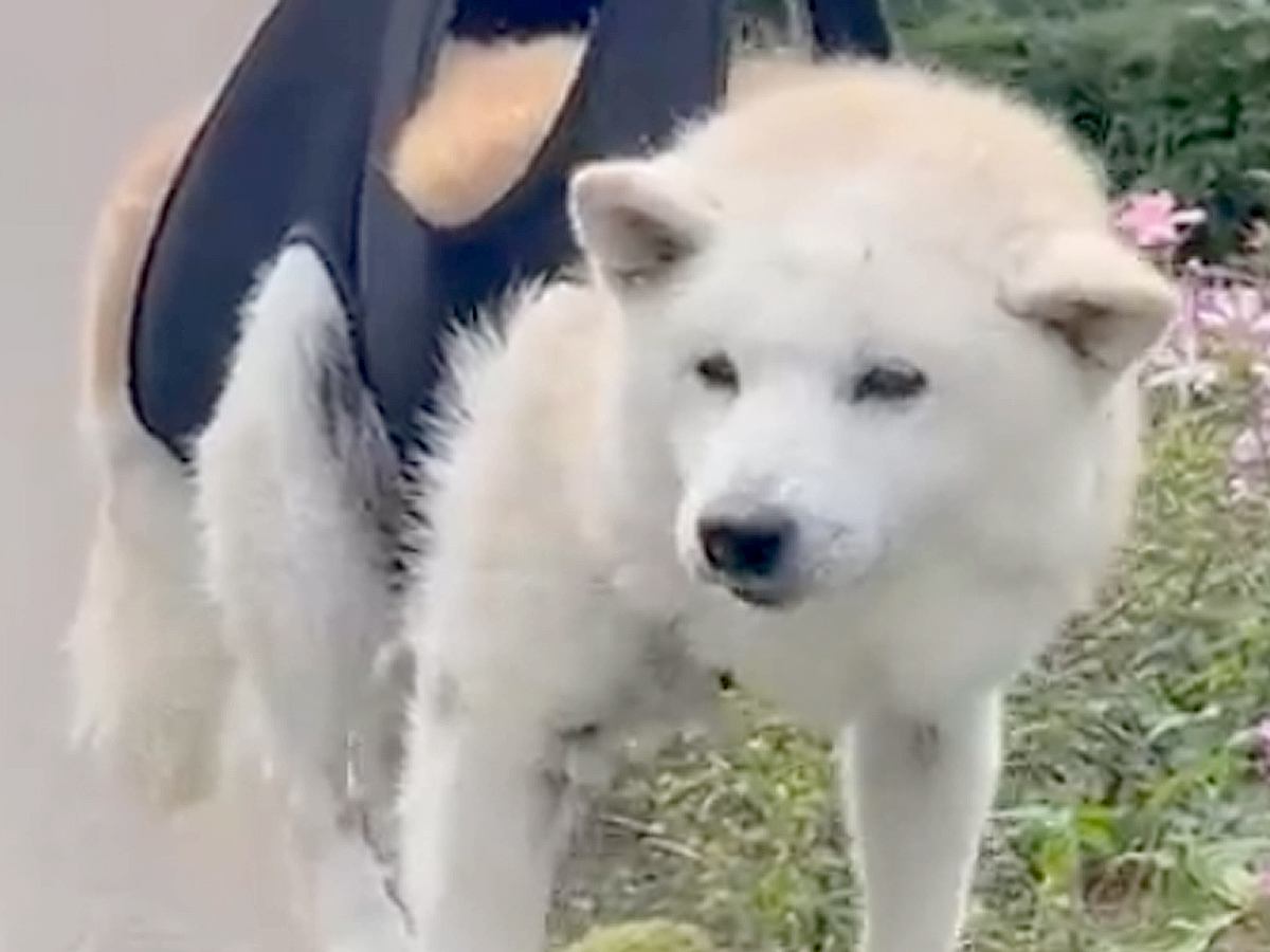 老犬のシャンプーをした後、お手入れをするため『物干し竿に吊るした』結果…完全に洗濯物と化す光景が76万再生「無抵抗ｗｗ」「心地よさそう」