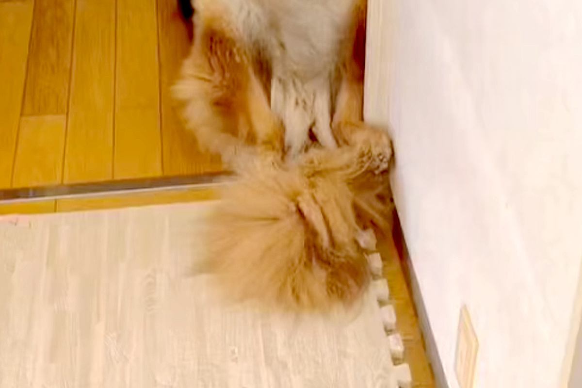 『警察犬』として働いていた大型犬→引退後、新しい家族に引き取られた結果…素敵な『余生の過ごし方』が78万再生「人みたいｗ」「沢山甘えて」