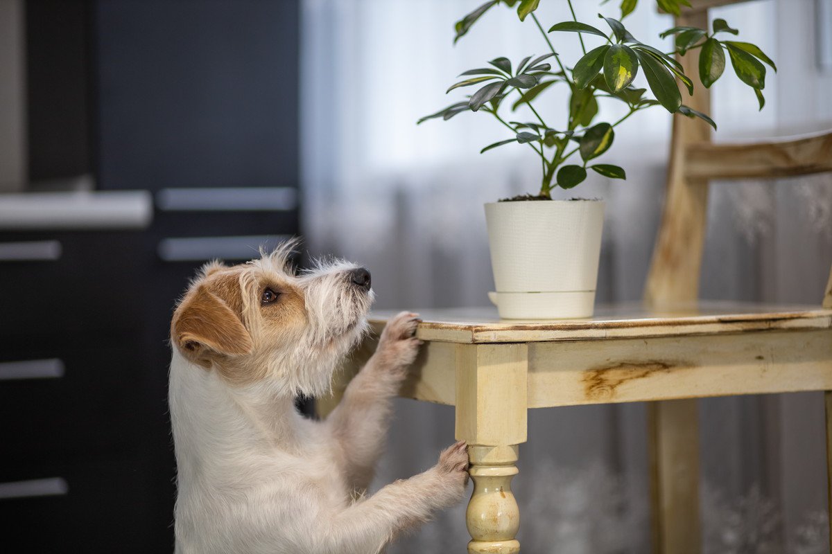 犬の飼い主が絶対置いてはいけない「観葉植物」6選　誤食した場合は中毒症状が出る可能性も