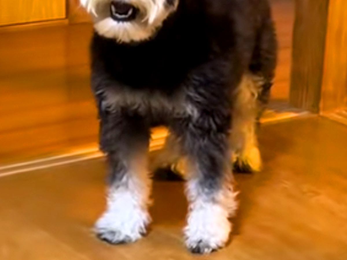 犬の前で初めて『パック』をした飼い主→見た瞬間に…警戒しすぎた『まさかの表情』が3万再生「まさに開いた口が塞がらないｗ」「可愛すぎ」