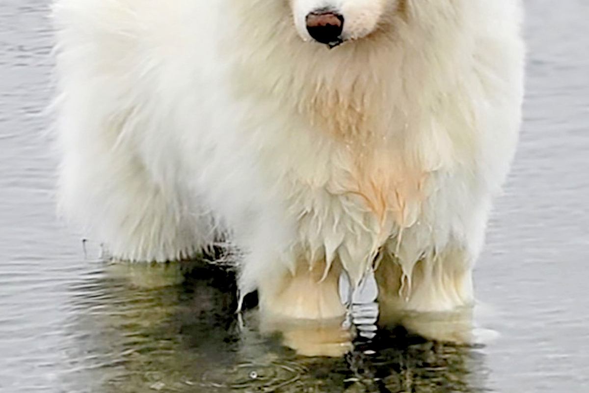 湖で『今日はお魚がいない』とガッカリする大型犬→わかりやす過ぎる『しょんぼり顔』に4万いいね「本当にガッカリしてて草」「まゆげが良いｗ」