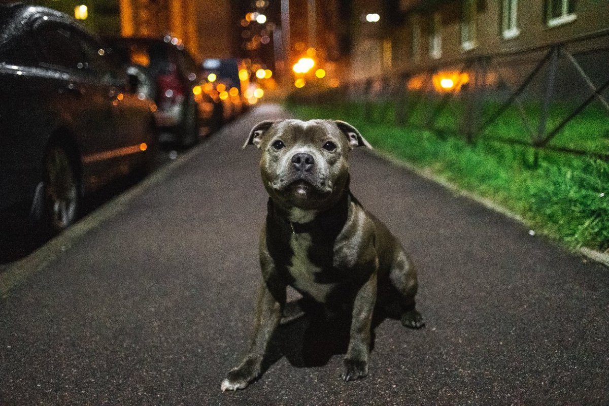 『夜の犬の散歩』における絶対NG行為4選　飼い主のせいで愛犬が命を落とすことも