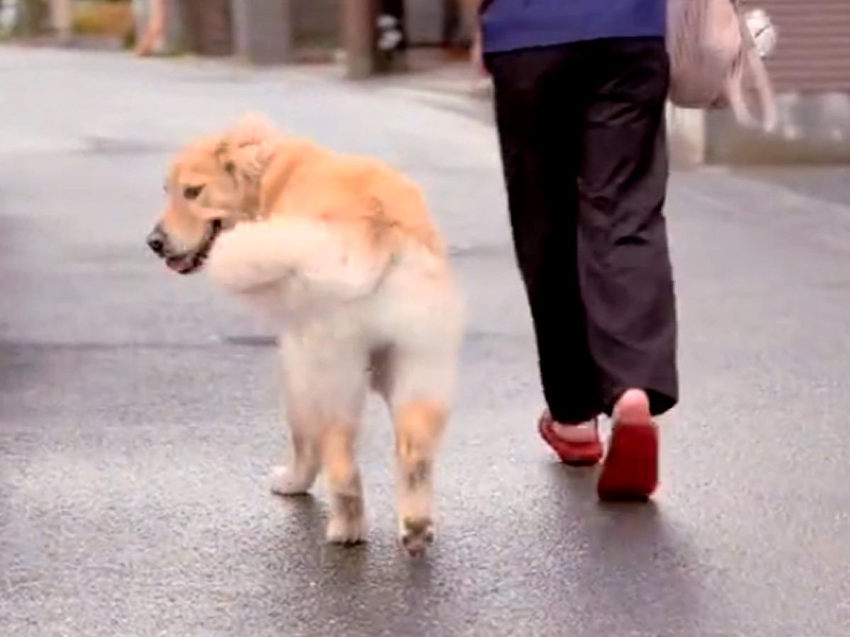 赤ちゃんを抱っこしている最中、大型犬は何回振り向くのか試したら…思わず笑顔になる『検証結果』が話題　ペースを合わせる優しさにほっこり