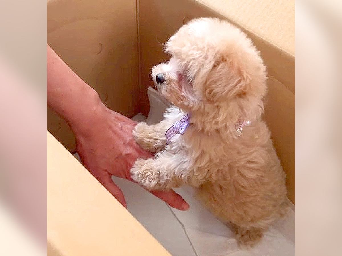 赤ちゃん犬をお迎えした当日…『初めてのタッチ』で挨拶を交わす姿が67万6000再生「ニヤけてしまった」「尻尾フリフリたまらん…」と悶絶の声