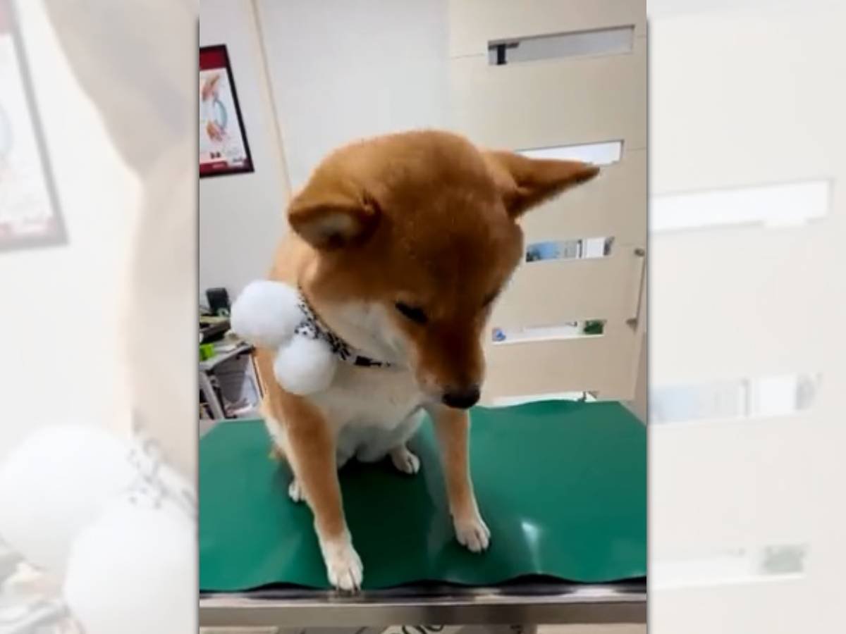 診察台でプルプル『どこも悪くないですっ！』必死に訴える柴犬さん