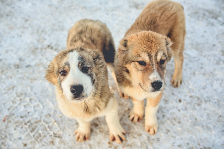 1万4千年前の子犬の胃で発見された氷河期の動物【研究結果】