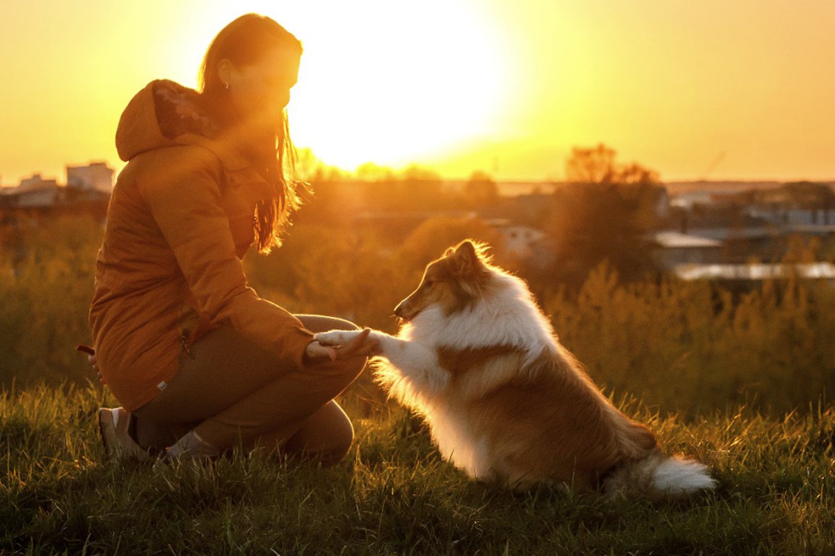 あなたの愛犬はどう？『忠誠心が高い犬種』6選