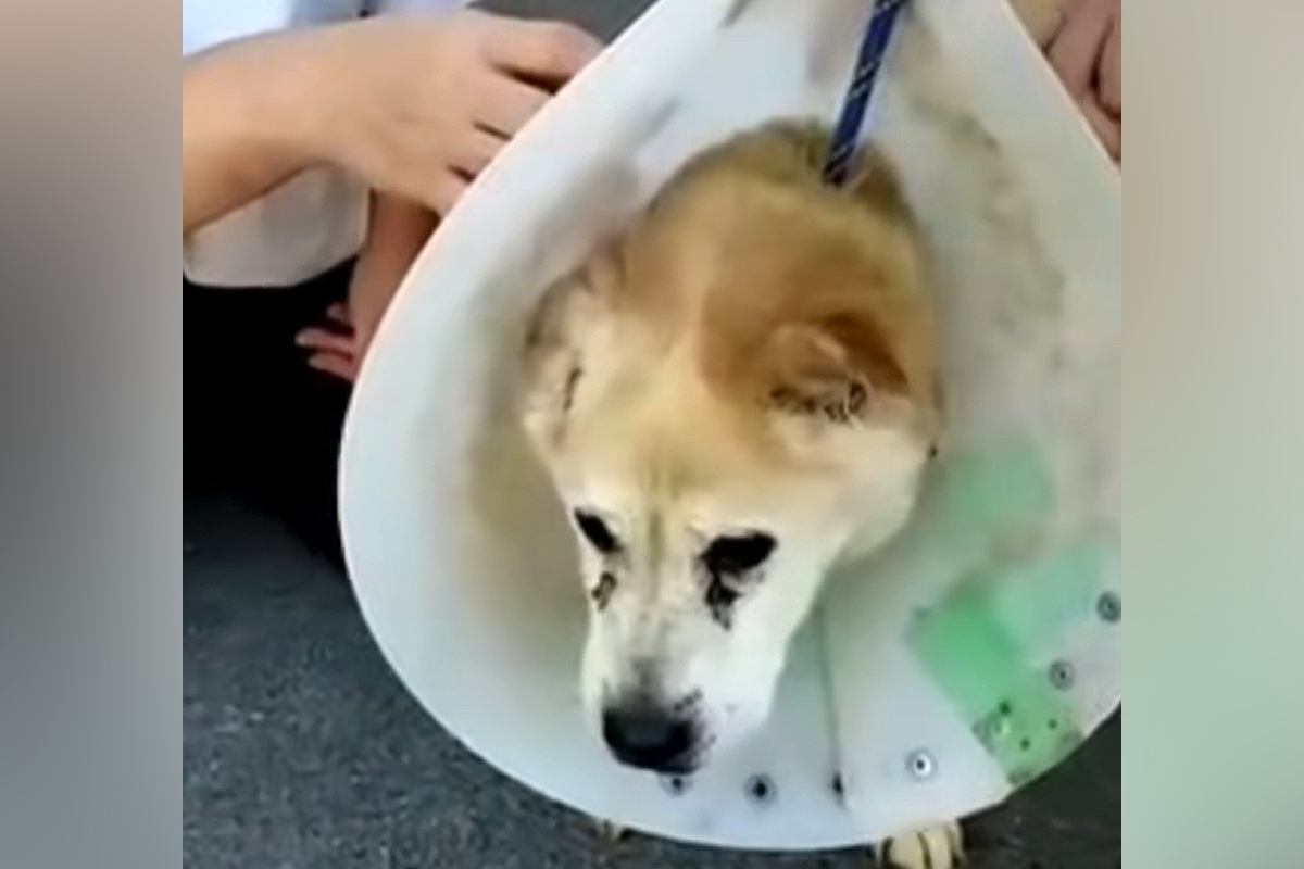 首輪の代わりにワイヤーをつけられた『迷子の老犬』を保護→愛情を与えた結果…『表情に変化』に思わず涙が出ると26万再生「本当に良かった」