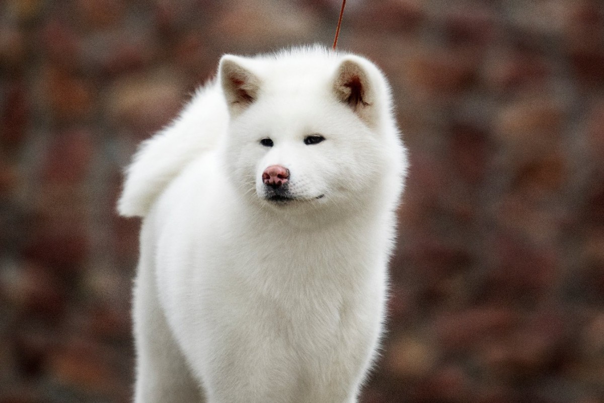 おかげ犬とは？歴史や有名犬の実話！今も愛される文化を紹介