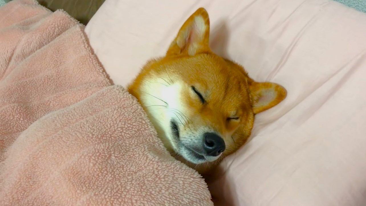 『完全に人間な柴犬』に100万人がほっこり　まさかの二度寝までする姿に「普通に寝てるの草」「枕も使って完璧な寝方」大絶賛の声