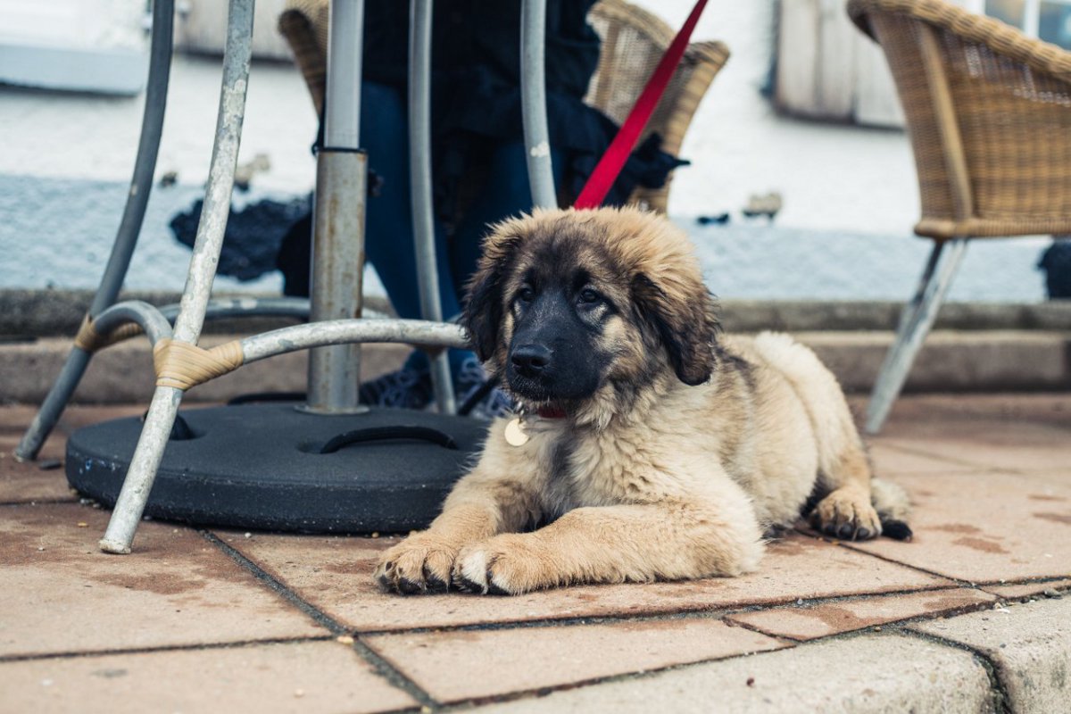 珍しい？世の中にあまり知られてない犬種4選