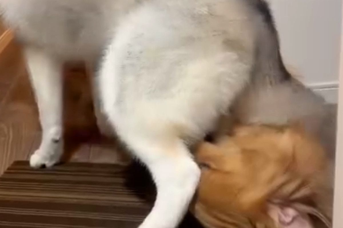 ゴールデンレトリバーのことを溺愛しているシベリアンハスキー→距離感がバグりすぎている光景が46万表示「もみくちゃで草」「大好きなんだね」