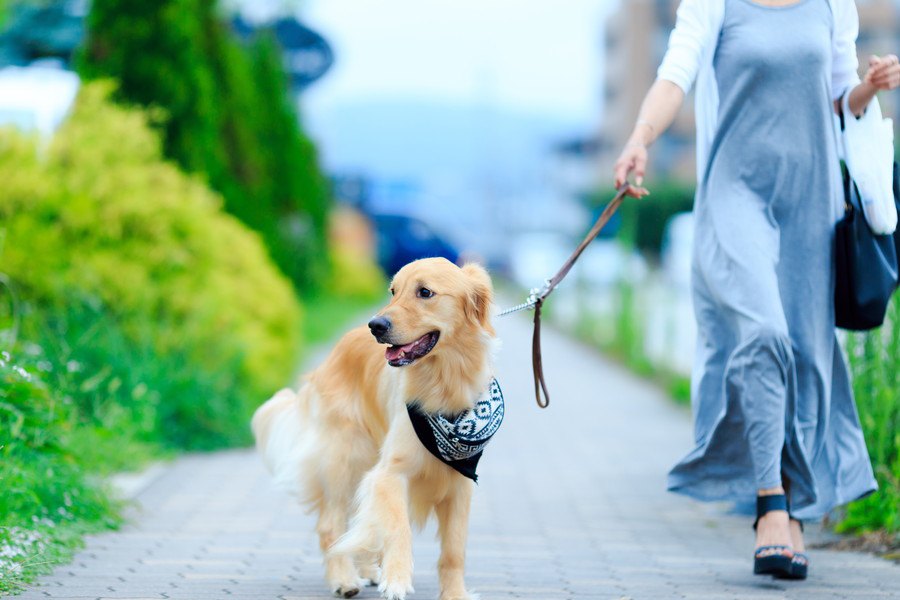 犬がお散歩中に誤飲しがちな危険物５つ