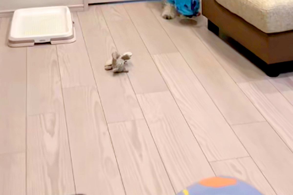 リモート会議中、ふと『犬が静かだな』と思ったので確認した結果→まさかの『ハプニング』が61万再生「フリーズしてて草」「うちの子もやるｗ」