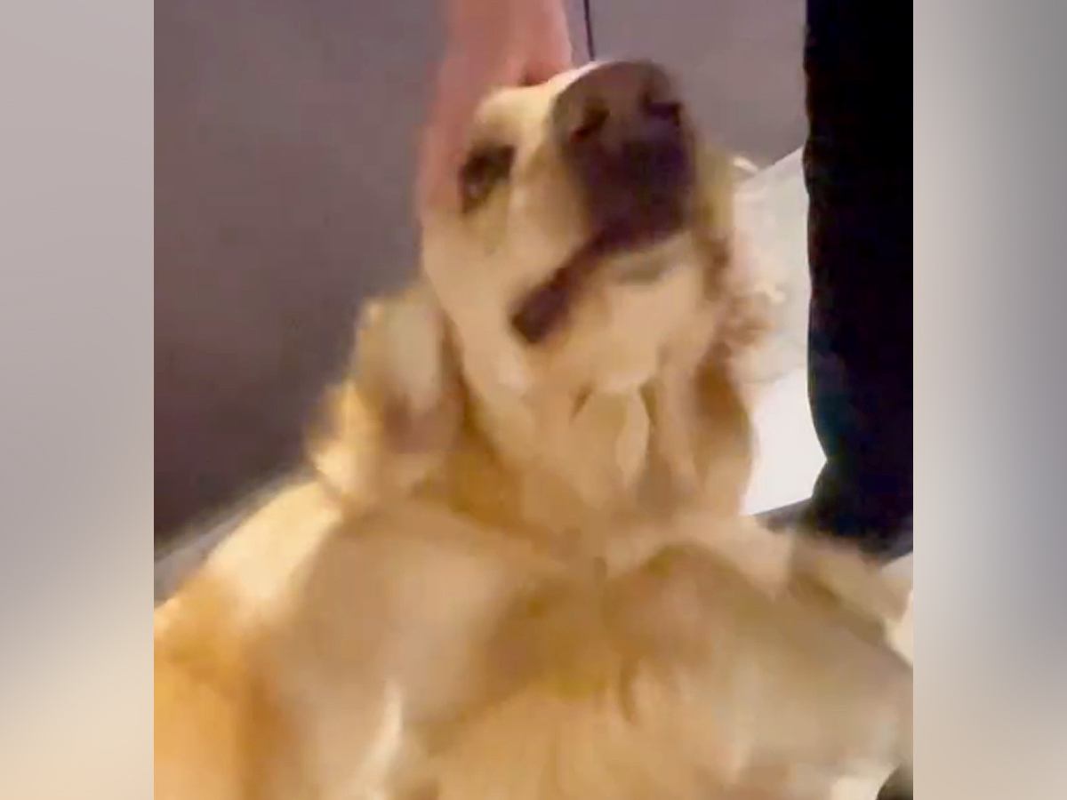 大好きなおばちゃんが遊びに来ると大型犬が…まさかの『呼吸すら忘れて大興奮する光景』に「大好きなの伝わる」「喜び方すごいｗ」と6万再生