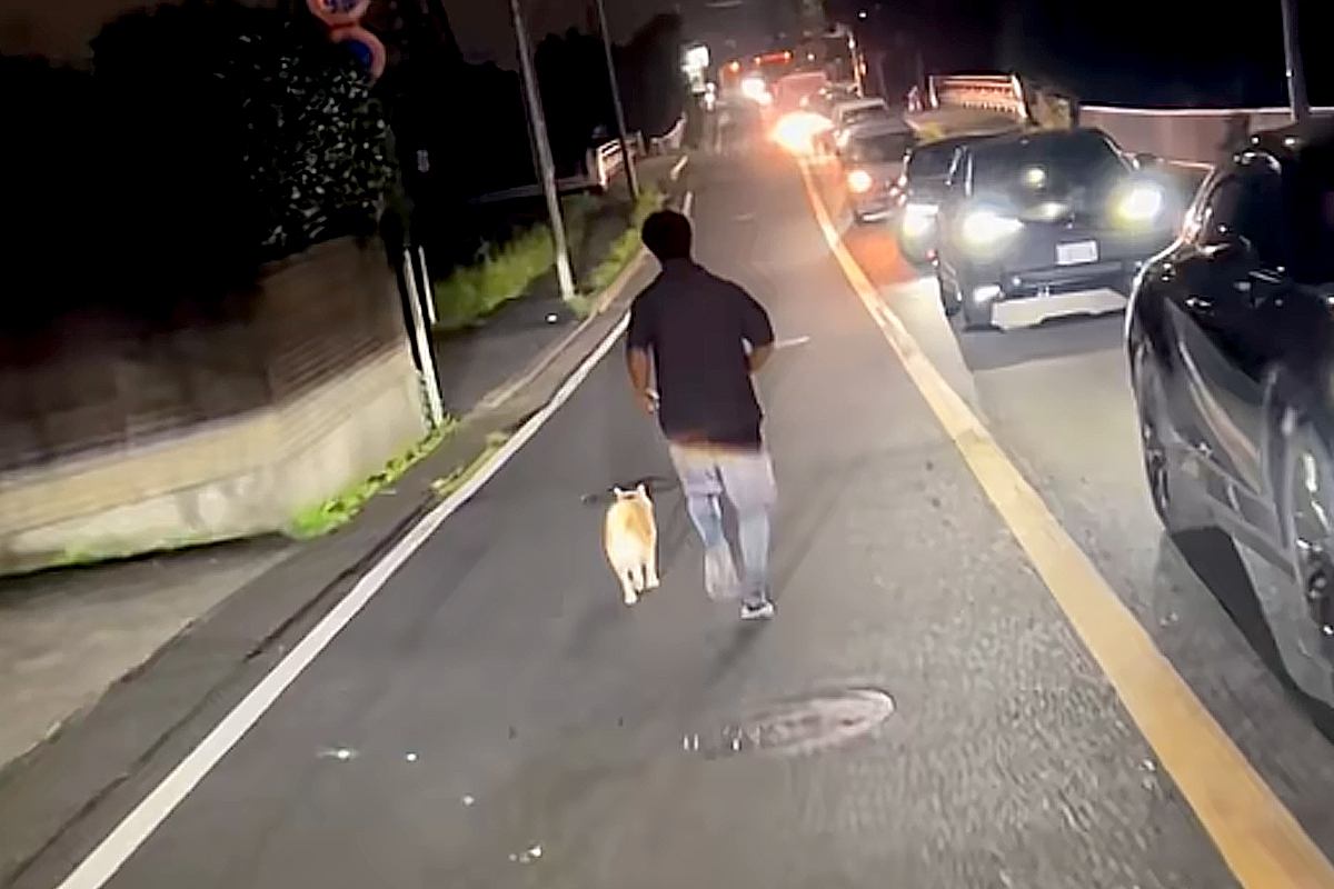 夜、道路で走る『迷子犬』を発見→男性が必死に追いかけて…あまりにも素敵な『神対応』が68万再生「本当にありがとう」「命の恩人でしかない」