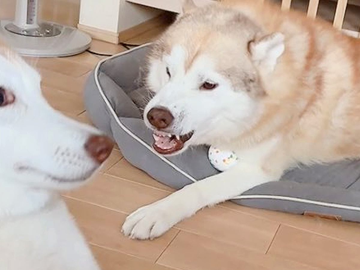 父犬に叱られた娘犬→驚きすぎてしまった結果…まさかの『エジプトの壁画になってしまう光景』に2万8000いいね「完全一致で草」「笑ったｗ」