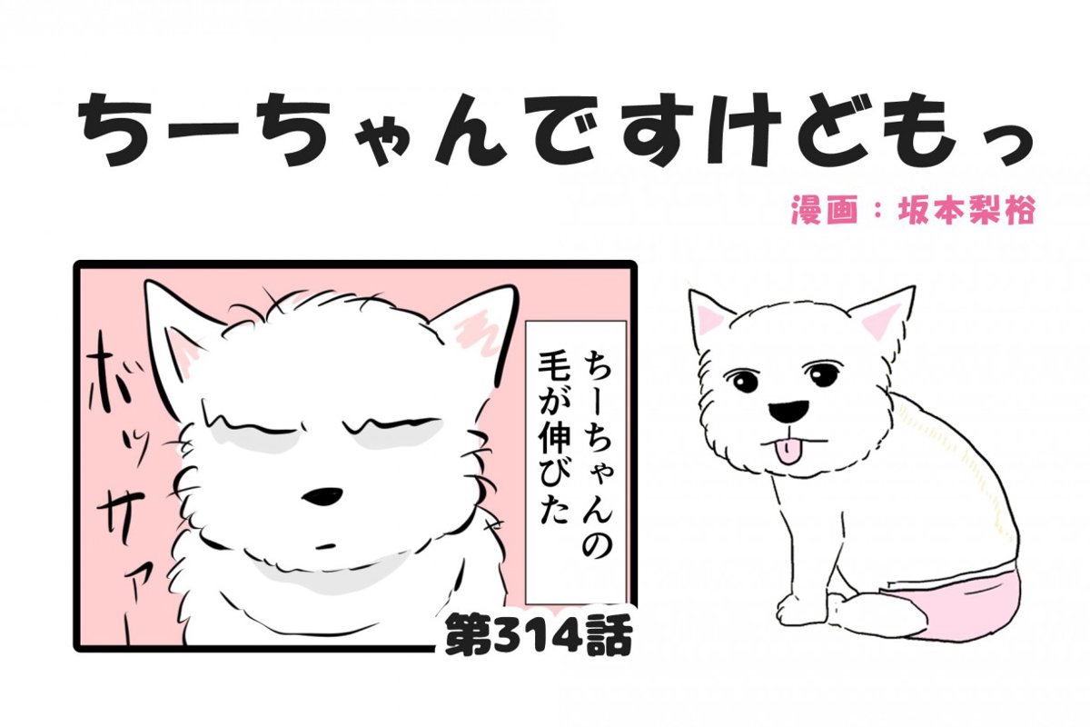 ちーちゃんですけどもっ【第314話】「毛を切ると」 