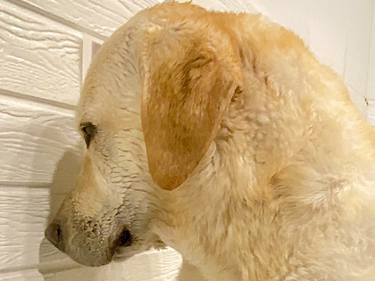 ドライヤーが苦手な大型犬→乾かそうとしたら壁に向かって…分かりやす過ぎる『まさかの行動』に２万いいね集まる「ゼロ距離で草」「嫌だよねｗ」