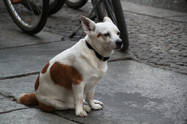 愛犬の長期間預かりをお願いする際に注意すること