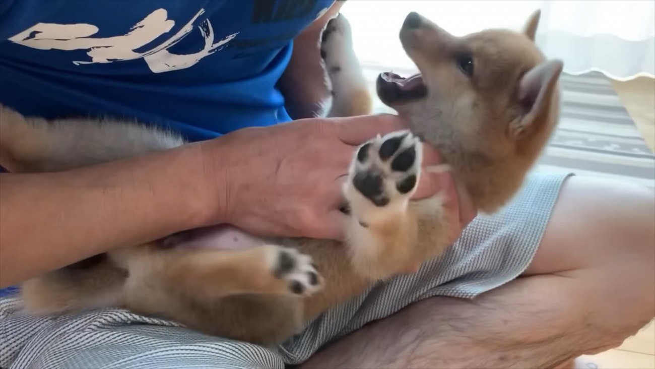 柴犬を飼って1年…飼い主さんが語る『大変なこと』に共感の声が続々「あるある過ぎて爆笑」「全てがいい思い出になる」